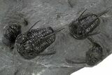 Spiny Devil-Horned Cyphaspis Trilobite Cluster - Mrakib, Morocco #381606-2